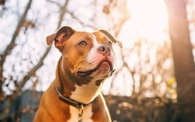 Assurance Pitbull : Quelle assurance française choisir pour un chien dangereux ?