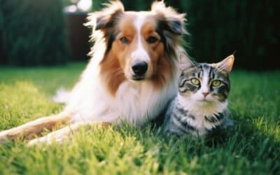 Self assurance animaux : Notre avis sur cette assurance pour animaux