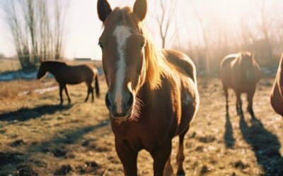 L’assurance cheval : une nécessité pour la protection de votre fidèle compagnon