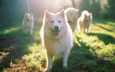 L’assurance chien Agria : la protection qui fait du bien à votre compagnon à quatre pattes