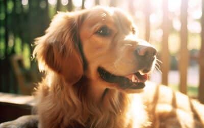 Assurance chien Crédit Agricole : tout ce qu’il faut savoir pour protéger votre animal de compagnie