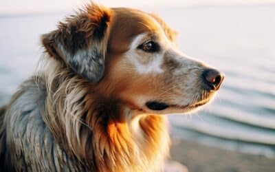 Comparatif des meilleures assurances pour chien : trouvez la couverture idéale pour votre animal de compagnie