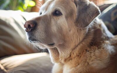 La vérité sur l’assurance chien senior : quand souscrire et pourquoi