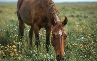 Que Mange un Cheval ?