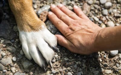 3 astuces pour assurer le bien-être de votre chien à la maison