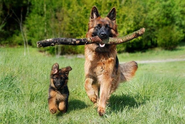 Activité physique chien