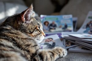Assurance chat : comment comparer efficacement les offres pour son félin ?
