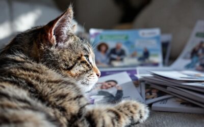 Assurance chat : comment comparer efficacement les offres pour son félin ?