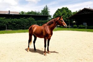 Les signaux de douleur chez le cheval pendant l’entraînement : savoir les repérer et agir
