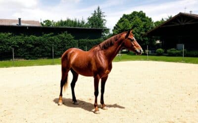 Les signaux de douleur chez le cheval pendant l’entraînement : savoir les repérer et agir